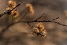 Ethereum Fusaka: Größere Kapazitäten für niedrigere Gebühren