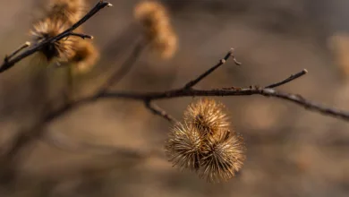 Ethereum Fusaka: Größere Kapazitäten für niedrigere Gebühren