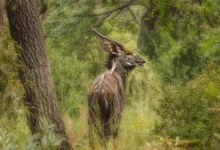 Binance erhält umfassende Regulierung in Abu Dhabi für 2026