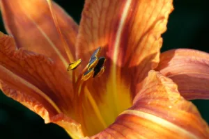 Shiba Inu: Sprunghaftes Wachstum durch neuen Krypto-Trend