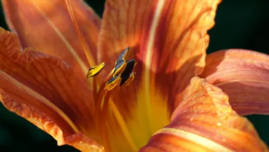 Shiba Inu: Sprunghaftes Wachstum durch neuen Krypto-Trend