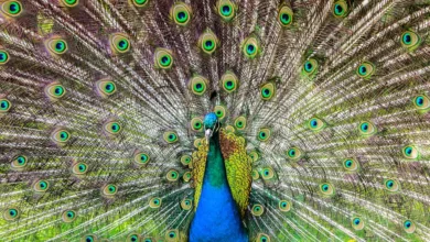 Tom Lee bleibt optimistisch: Bitcoin könnte 100.000 USD erreichen