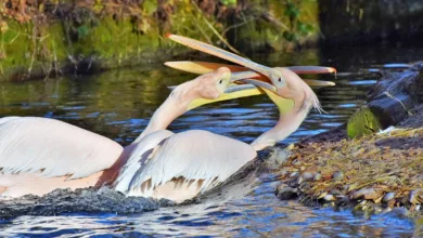 Krypto-Launches 2025: Kampf gegen dramatische Preisrückgänge