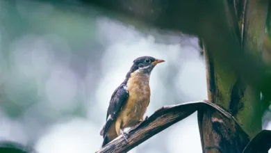 Tether plant Milliardenübernahme für Juventus Turin, Agnelli lehnt ab