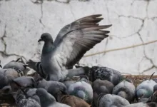 CME Group bringt XRP- und Solana-Futures in den Handel