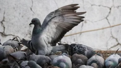 CME Group bringt XRP- und Solana-Futures in den Handel