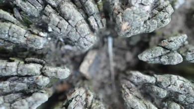 BitMine: Staking von Ethereum und dessen Auswirkungen auf BMNR