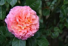 Bitcoin-Experte Saylor: So kann der Kurs rasant steigen