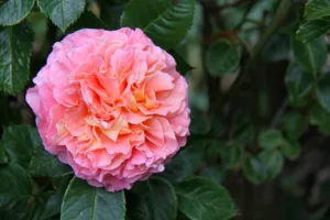 Bitcoin-Experte Saylor: So kann der Kurs rasant steigen