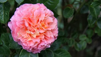 Bitcoin-Experte Saylor: So kann der Kurs rasant steigen