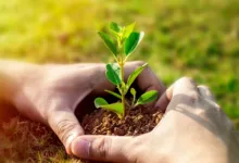 Bitcoin: Anzeichen für bevorstehenden Bärenmarkt wachsen