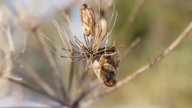 Kryptomarkt erholt sich: Ethereum überholt Bitcoin zum Jahresende