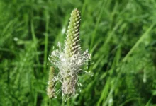 Trump Media startet eigene Kryptowährung für Aktionäre