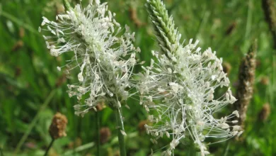 Trump Media führt digitale Token für Aktionäre ein