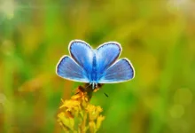 Ethereum: Analyst Tom Lee sieht Kaufgelegenheiten im Dip