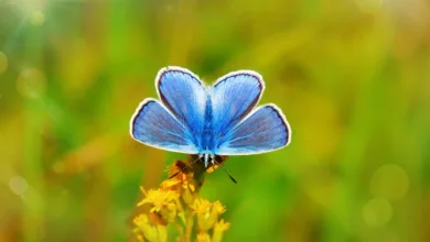 Ethereum: Analyst Tom Lee sieht Kaufgelegenheiten im Dip