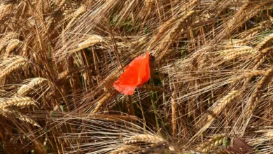 Gensler: Bitcoin als Ausnahme in der Krypto-Welt definiert