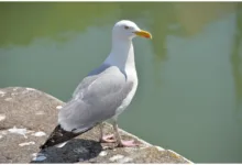 Kurssturz bei Bitcoin und XRP: Volatile Tage für Krypto Anleger