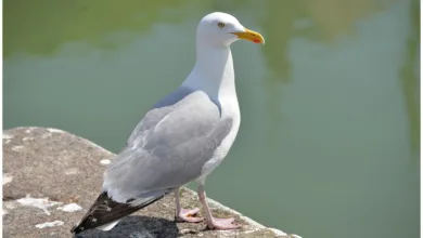 Kurssturz bei Bitcoin und XRP: Volatile Tage für Krypto Anleger