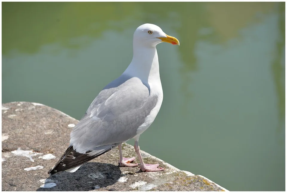 Kurssturz bei Bitcoin und XRP: Volatile Tage für Krypto Anleger