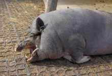 BitMine investiert massiv in Ethereum trotz Marktunsicherheit