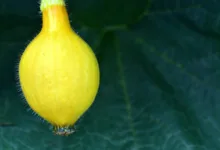 Zukunft der Kryptowährungen: Erwartungen für 2026 in der Region