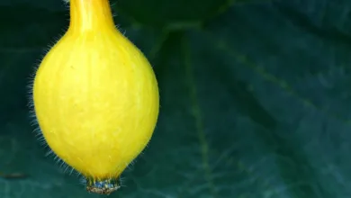 Zukunft der Kryptowährungen: Erwartungen für 2026 in der Region