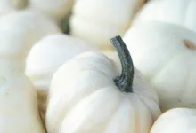 Krypto-Zahlungen revolutionieren lokale Geschäftsmodelle