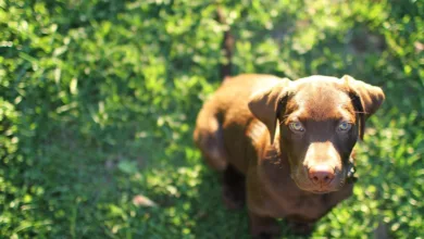 YO Labs sichert sich 10 Millionen US-Dollar für DeFi-Expansion