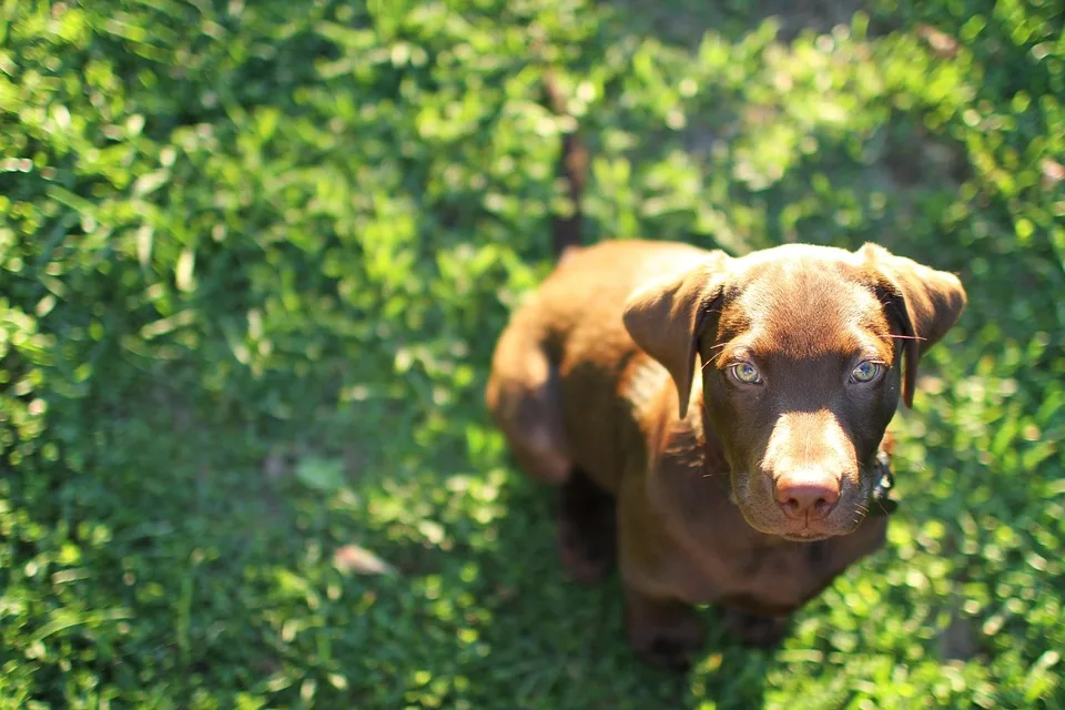 YO Labs sichert sich 10 Millionen US-Dollar für DeFi-Expansion