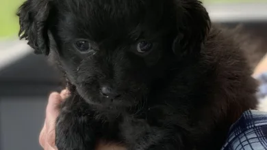 Kryptomarkt: Zwei Wochen extreme Angst prägen die Anlegerstimmung