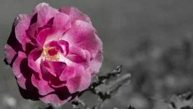 Kryptowährungen am Vormarsch: Zcash und Dash im Fokus