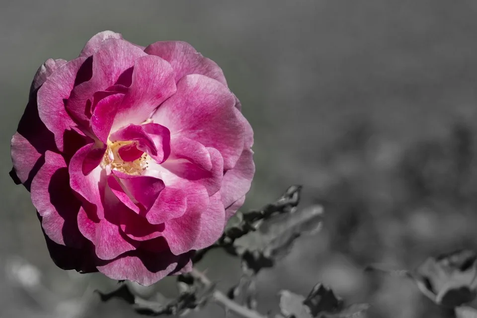 Kryptowährungen am Vormarsch: Zcash und Dash im Fokus