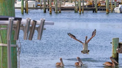 Bank of America: Crypto-Investitionen für Berater ab 2026