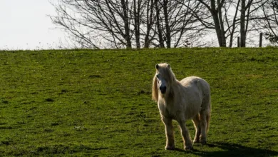 Interesse an Bitcoin und Krypto ohne Schwankungen gesunken