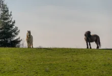 Neue Chancen im Kryptomarkt: APEMARS Presale weckt Interesse