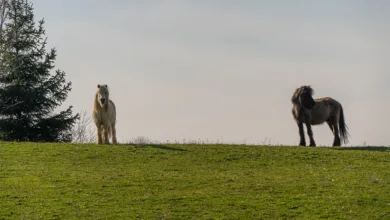 Neue Chancen im Kryptomarkt: APEMARS Presale weckt Interesse