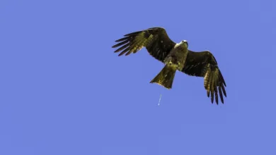 Krypto-Vergleich: XRP legt zu, Dogecoin fällt stark zurück