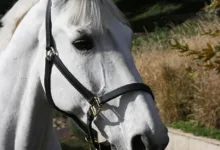 Solana kämpft um Stabilität: Halter zeigen starke Nerven