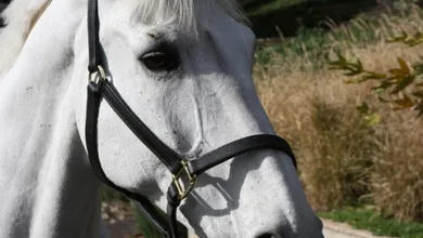 Solana kämpft um Stabilität: Halter zeigen starke Nerven