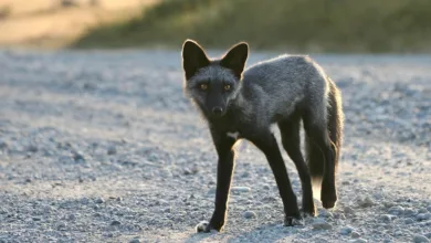Silber und Gold im Aufwind: Marktentwicklung im Fokus
