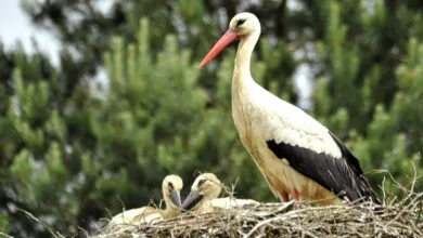 Bitcoin bleibt volatil: Marktentwicklungen zum Jahresende