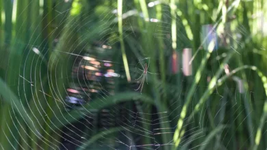 Datenleck bei LastPass: Krypto-Diebe erbeuten Millionen