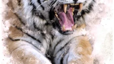 Cardano: Auf dem Weg zur digitalen Volkswirtschaft im Mittelstaat