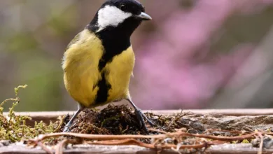 Binance im Fokus: Verdächtige Konten trotz Einigung aktiv