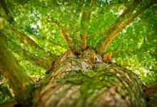 Cathie Woods neue Bitcoin-Prognose: Zyklus im Wandel