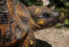 Führungswechsel bei Alt5 Sigma: Vertrauen und Compliance im Fokus