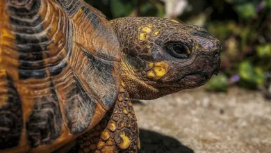 Führungswechsel bei Alt5 Sigma: Vertrauen und Compliance im Fokus