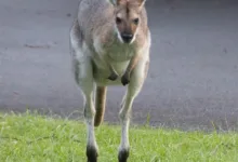 Kryptomarkt zeigt Bruch: XRP-ETFs ziehen Kapital an