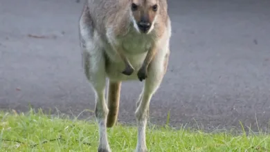 Kryptomarkt zeigt Bruch: XRP-ETFs ziehen Kapital an